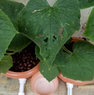 Why Are My Cucumber Leaves Curling Down and Cracking?