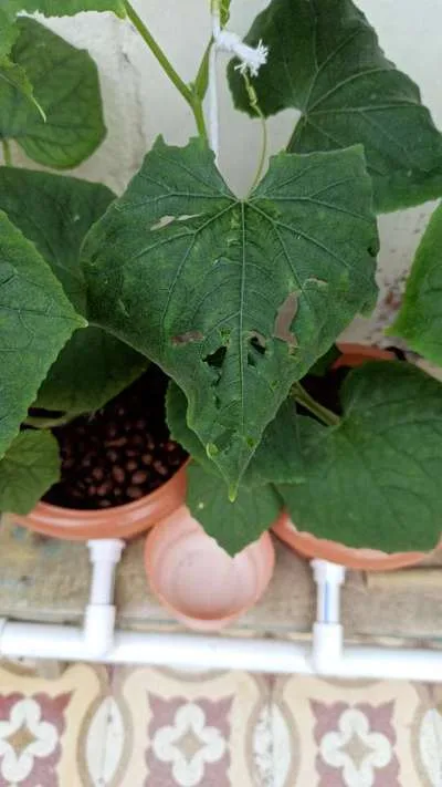 Why are cucumber leaves curling down and cracking?