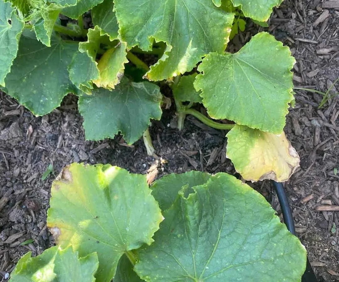Why are cucumber leaves turning yellow and curling?