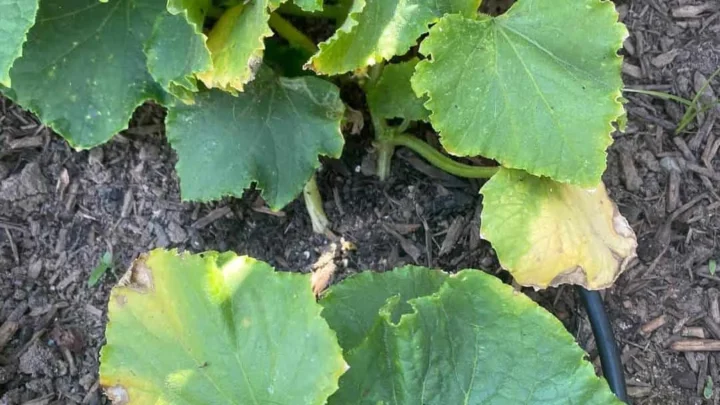 Cucumber Leaves Turning Yellow and Curling: Causes & Fixes