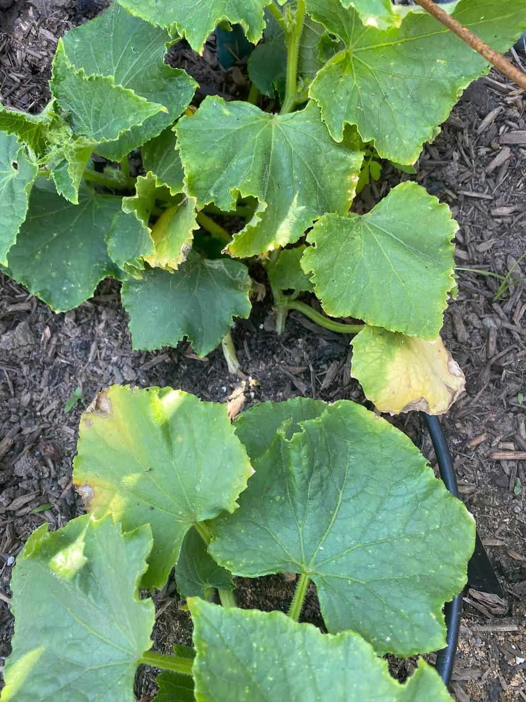 Why are cucumber leaves turning yellow and curling?
