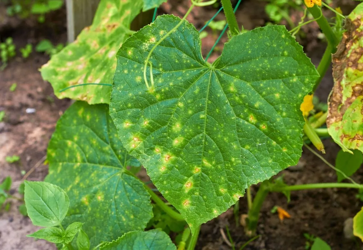 Why are cucumber leaves yellow with spots?