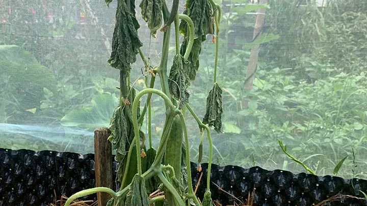 Why Cucumber Plants Wilt After Rain or Overwatering