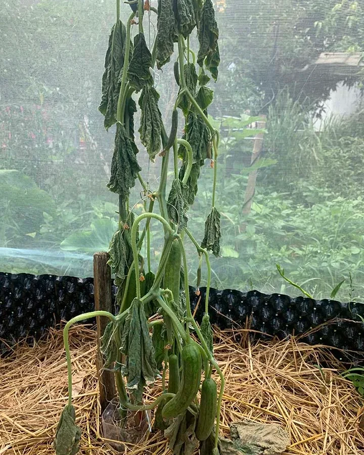 Why are cucumber plants wilting after rain or overwatering?