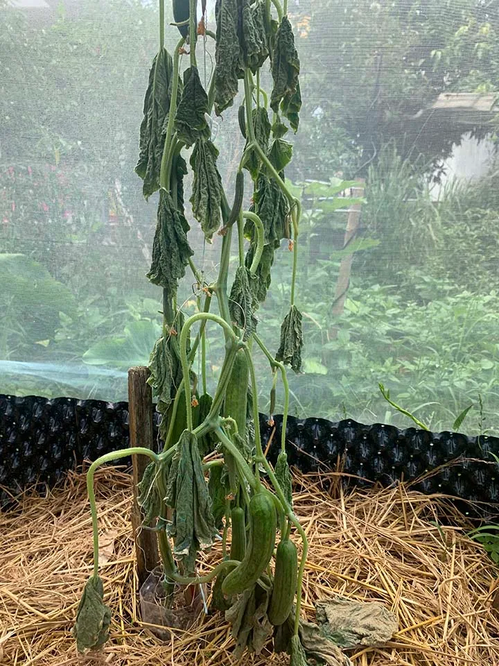 Why are cucumber plants wilting after rain or overwatering?