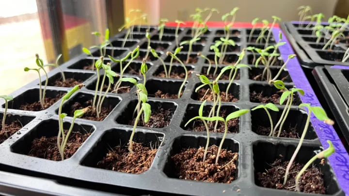 Why Are My Lettuce & Tomato Seedlings Leggy? Fix It Fast