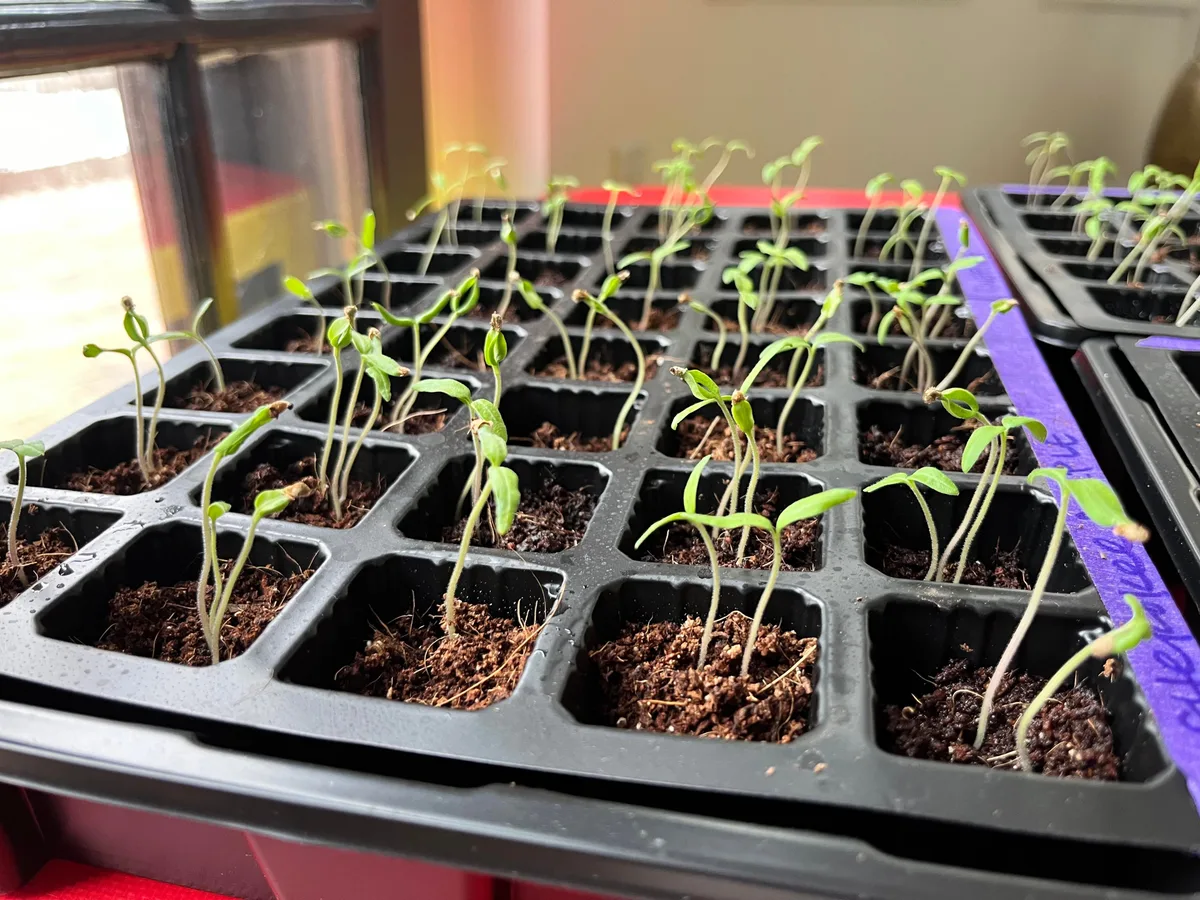 Why are my lettuce/tomato seedlings leggy?