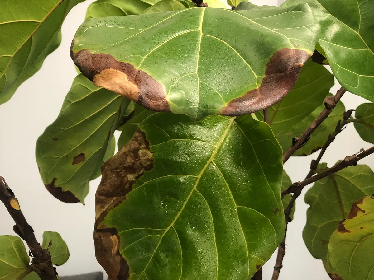 Why are my plant leaves turning brown around the edges?