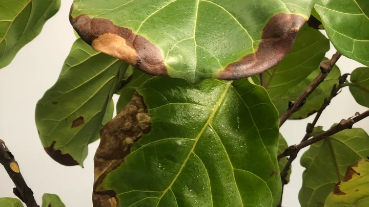 Why Are My Plant Leaves Turning Brown Around the Edges?