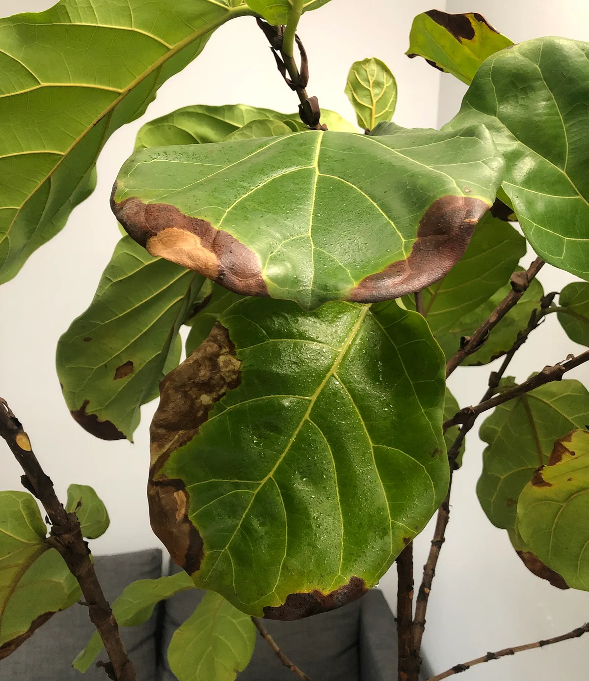 Why are my plant leaves turning brown around the edges?