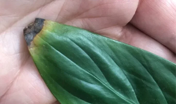 Why Are My Plant Leaves Turning Brown? Causes & Fixes