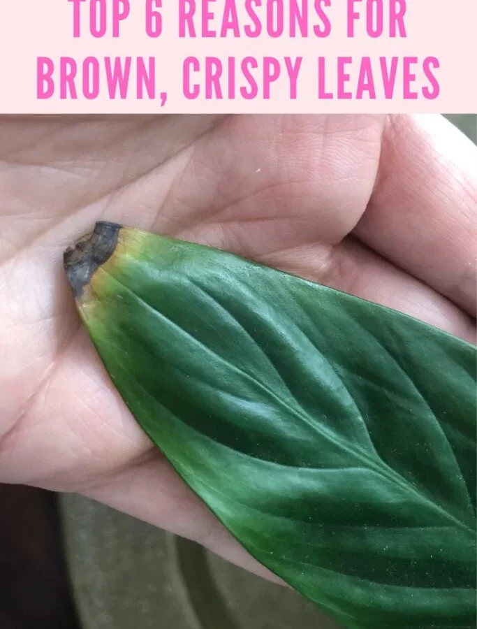 Why are my plant leaves turning brown?