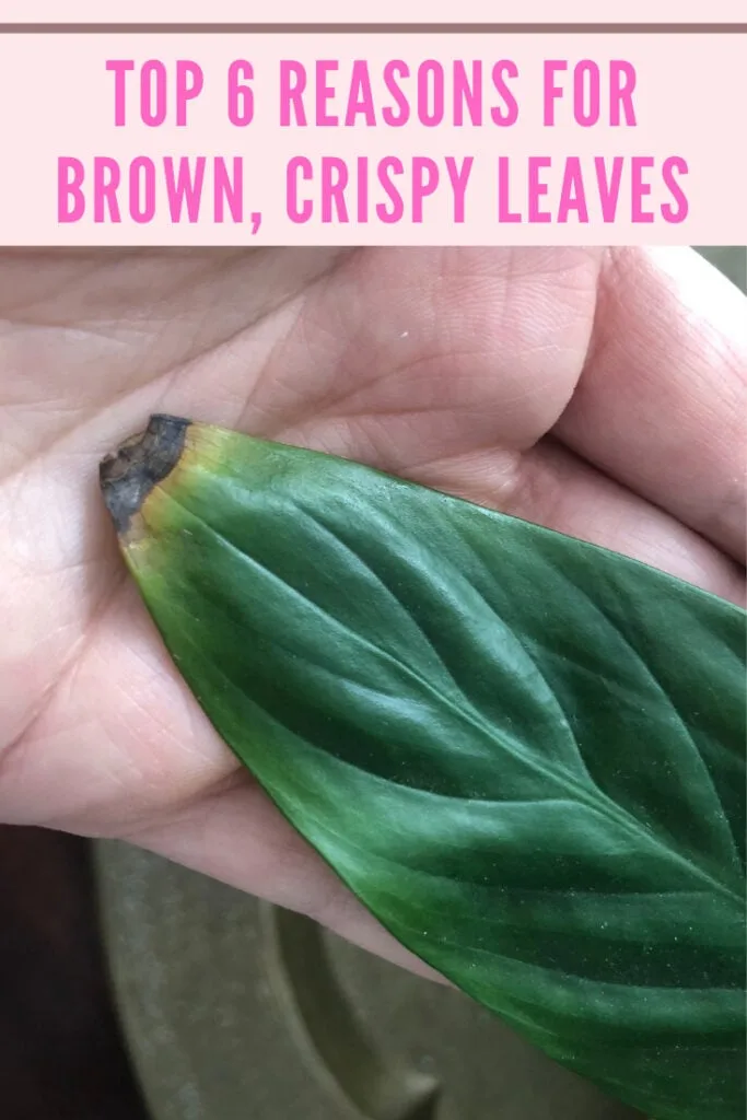 Why are my plant leaves turning brown?