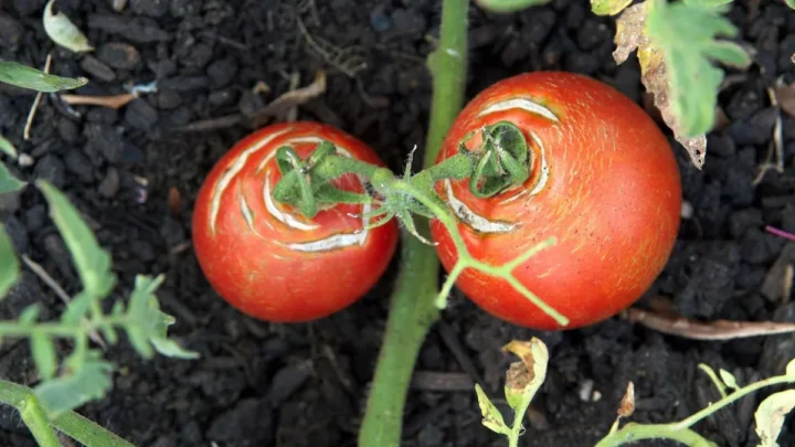 Why Are My Tomatoes Cracking Before They Ripen? Fix It Fast
