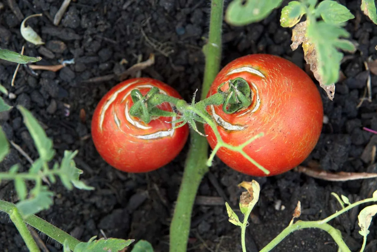 Why are my tomatoes cracking or splitting before they ripen?