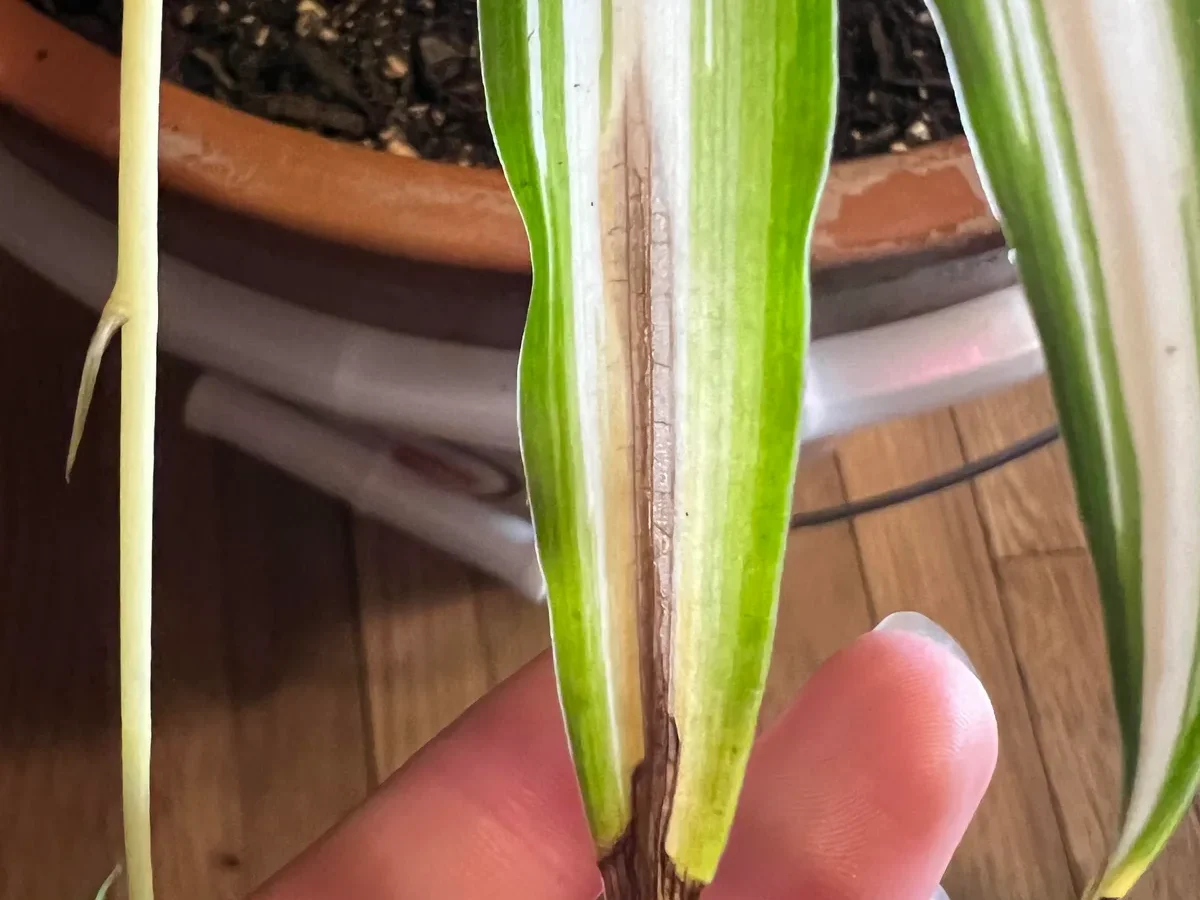 Why are only the tips of my plant leaves turning brown?