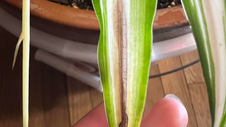 Why Are Only the Tips of My Plant Leaves Turning Brown?