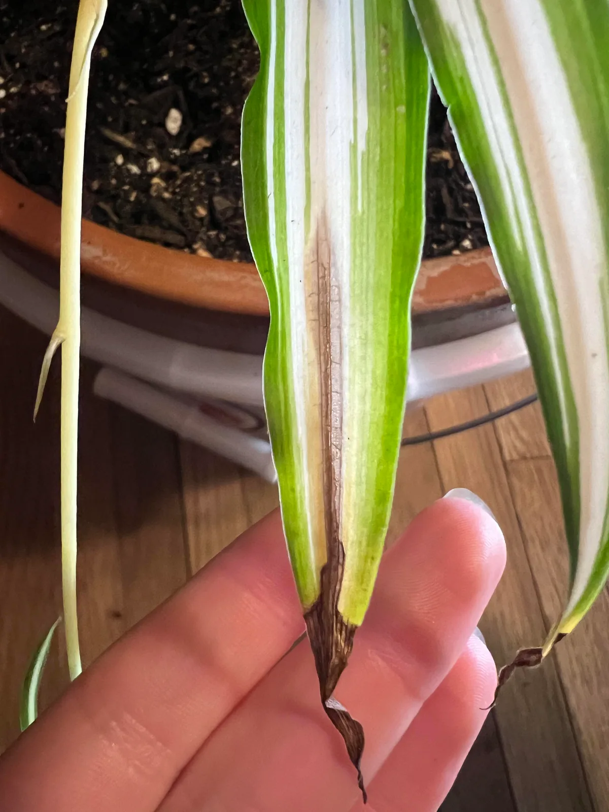Why are only the tips of my plant leaves turning brown?