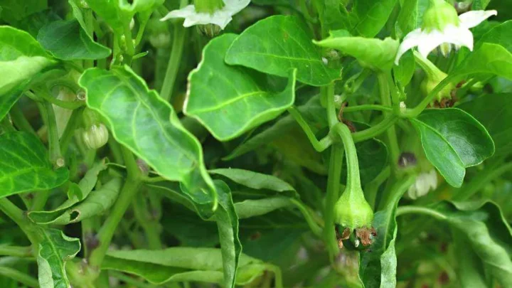Why Are My Pepper Flowers Falling Off? Causes & Fixes