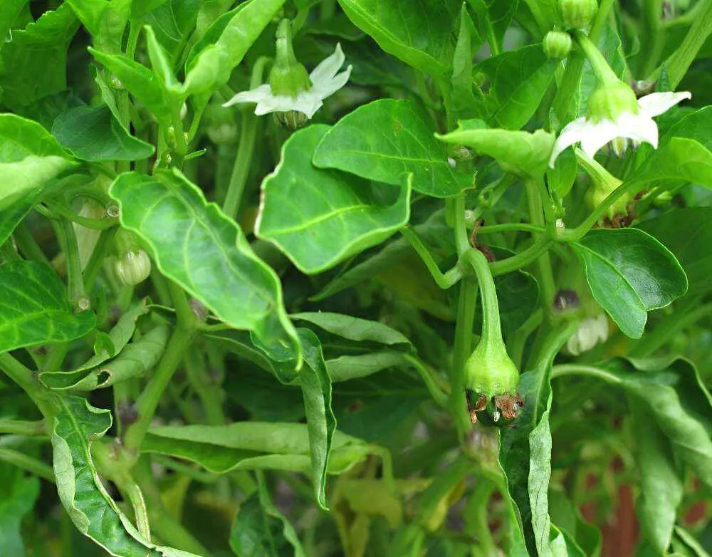Why are pepper flowers falling off?