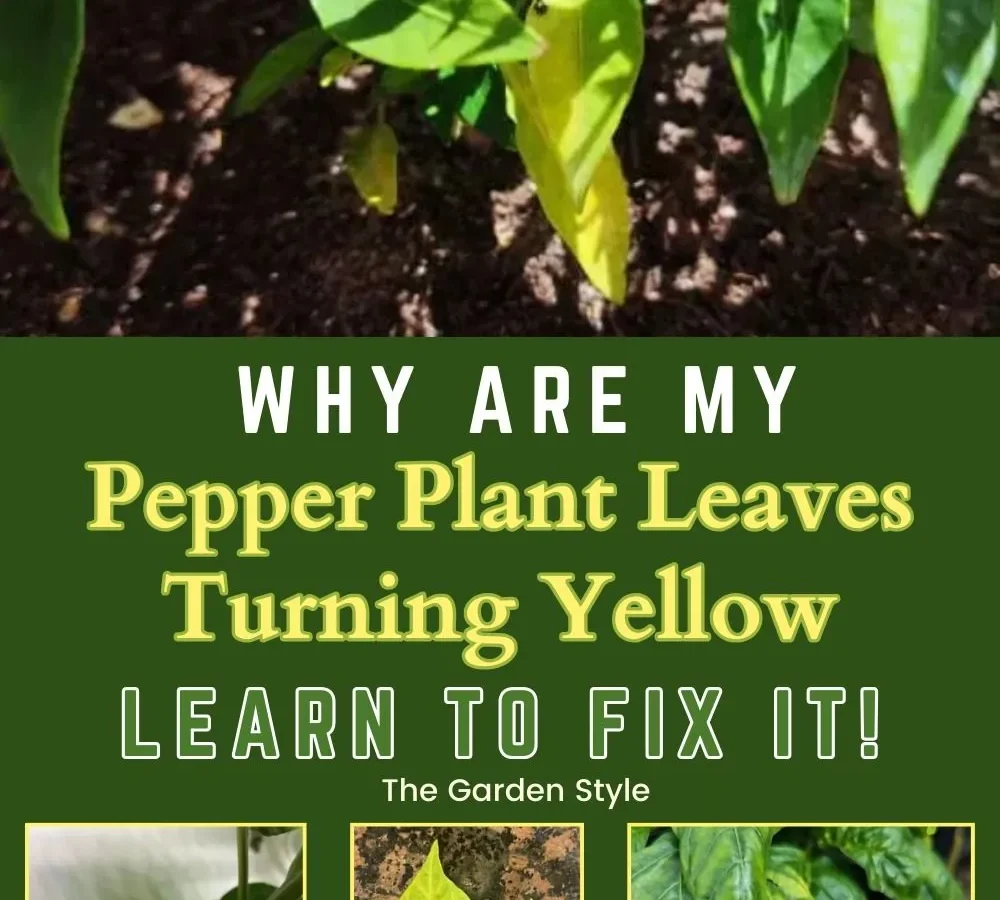 Why are pepper leaves curling and falling off?