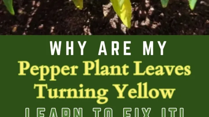 Pepper Leaves Curling and Falling Off? Here’s Why