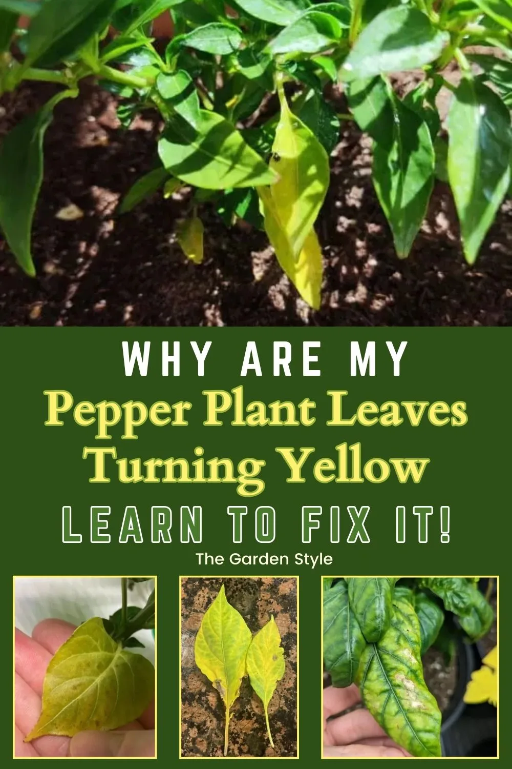 Why are pepper leaves curling and falling off?