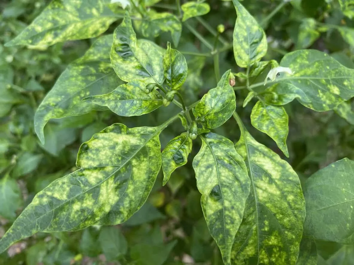 Why are pepper leaves yellow and the plant is barely growing?