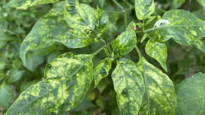 Why Are My Pepper Plant Leaves Turning Yellow? 8 Fixes