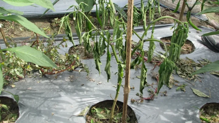 Why Pepper Plants Droop in Hot Weather (and How to Fix It)