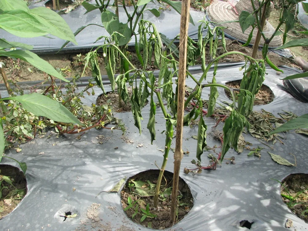 Why are pepper plants drooping in hot weather?