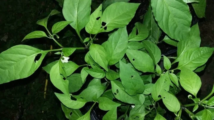 Holes in Pepper Leaves but No Bugs? Here’s Why