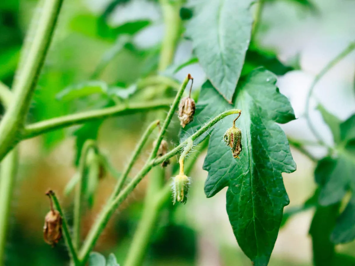 Why are tomato flowers falling off without producing fruit?