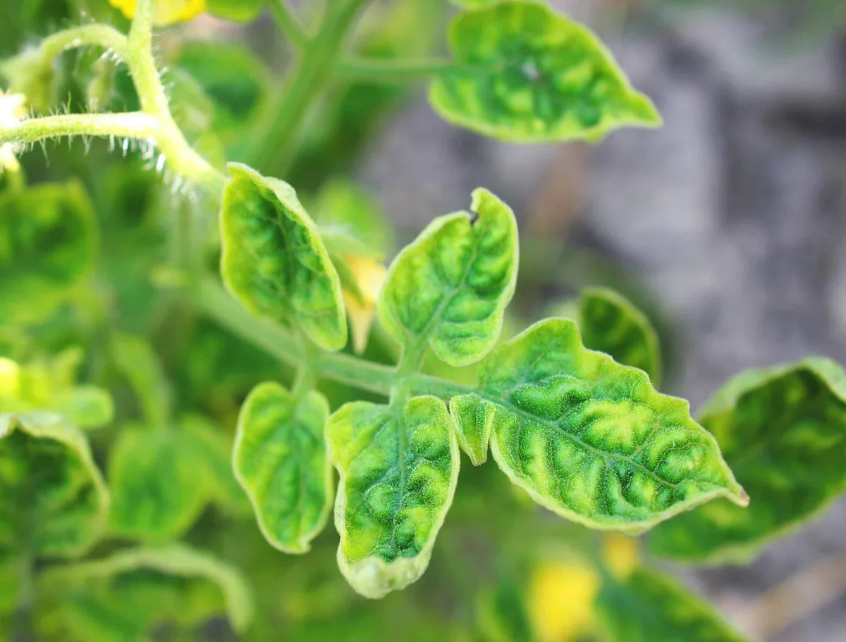 Why are tomato leaves curling downward when there are no pests?