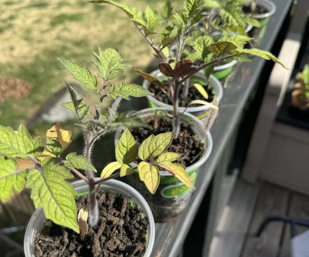 Why are tomato leaves turning yellow after transplanting?
