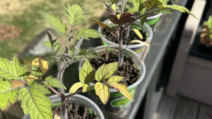 Yellow Tomato Leaves After Transplanting: Causes & Fixes