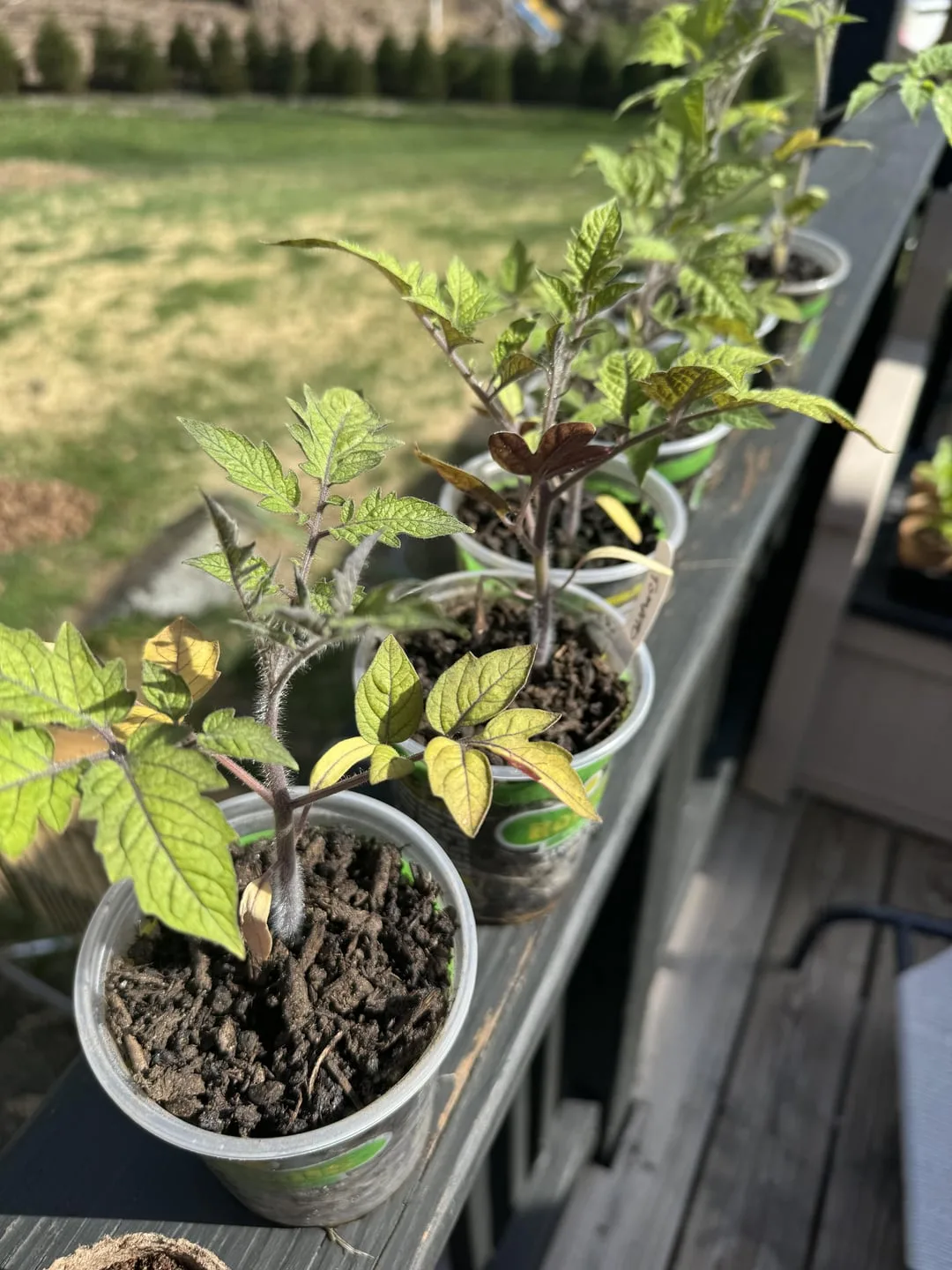Why are tomato leaves turning yellow after transplanting?