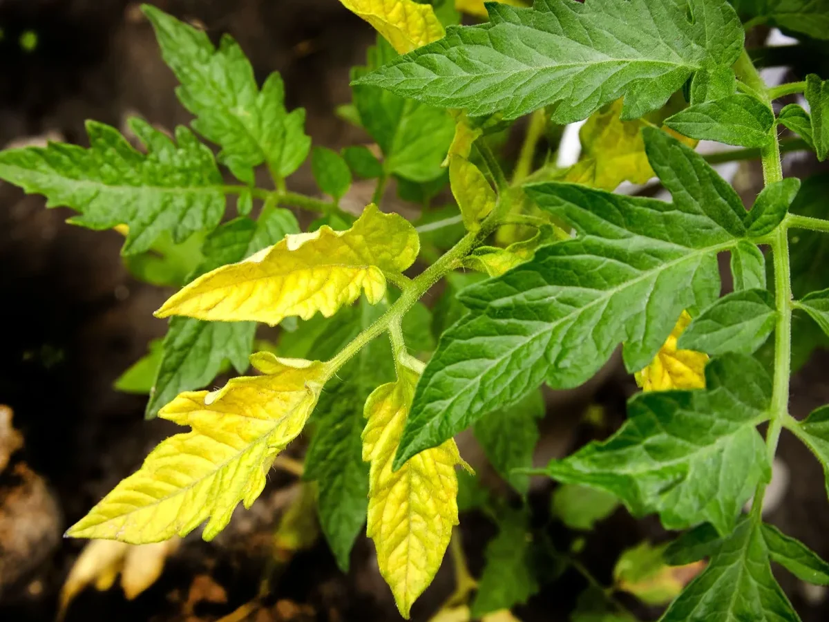 Why are tomato leaves turning yellow in containers?