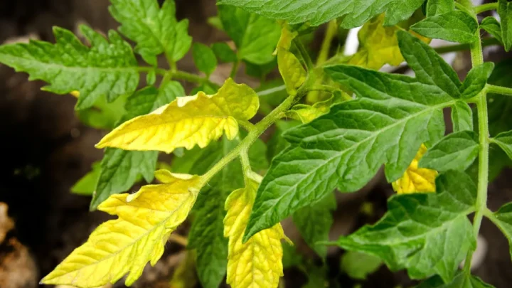 Why Tomato Leaves Turn Yellow in Containers: Fixes That Work