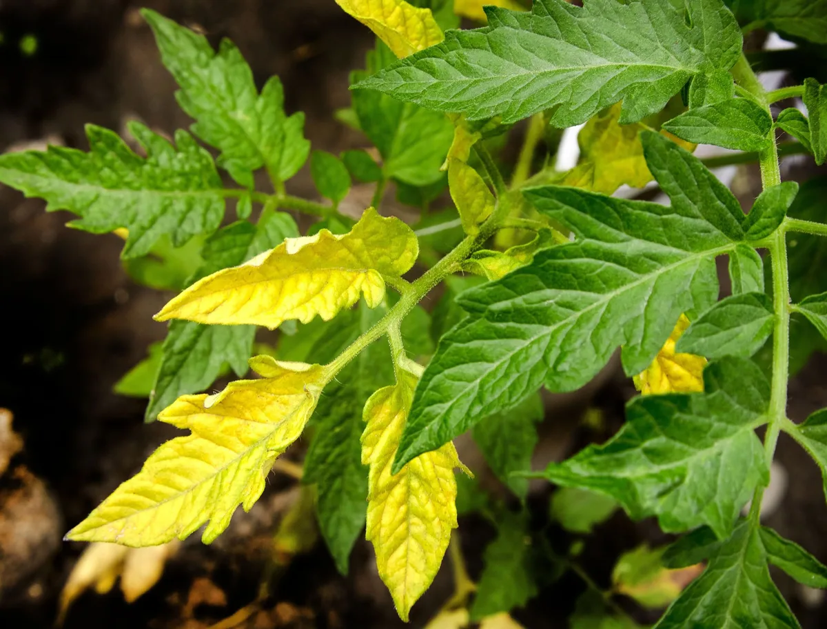 Why are tomato leaves turning yellow in containers?