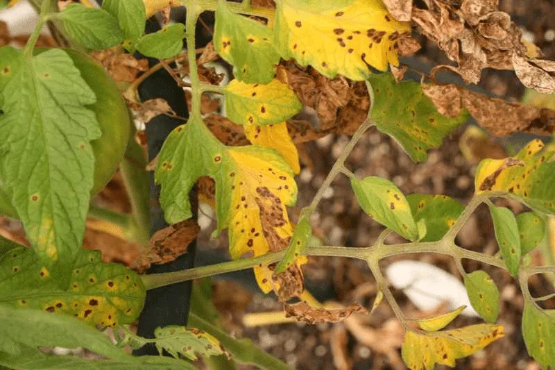 Why are tomato leaves yellow with brown spots?