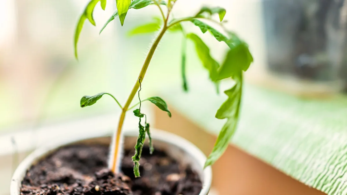 Why are tomato seedlings dying after transplanting?