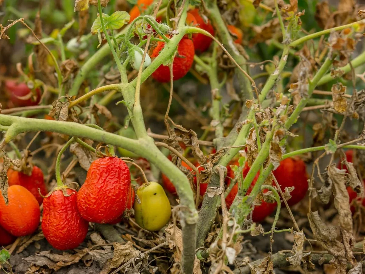 Why did my tomato plant suddenly wilt?