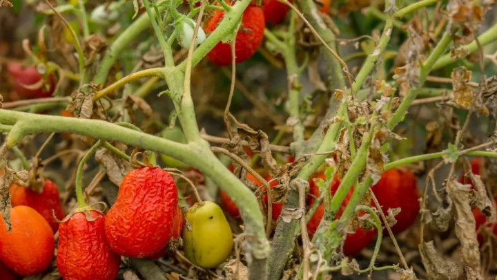 Why Did My Tomato Plant Suddenly Wilt? Causes & Fixes