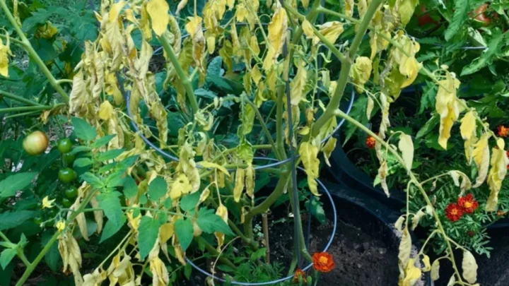 Why Tomato Plants Wilt in Afternoon but Bounce Back at Night