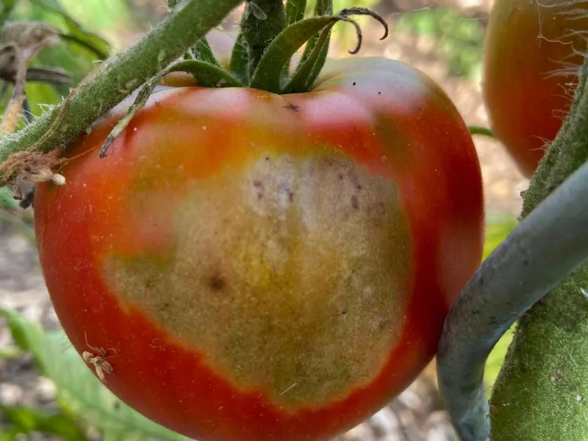 Why do tomatoes get sunscald or yellow shoulders?