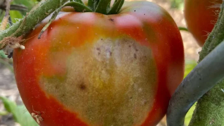 Why Tomatoes Get Sunscald & Yellow Shoulders (And Fixes)