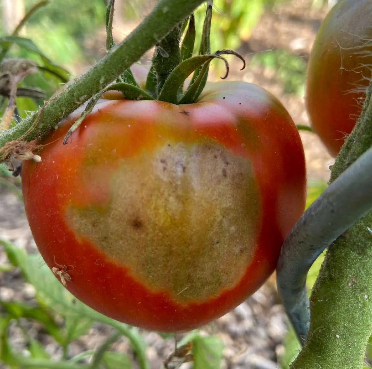 Why do tomatoes get sunscald or yellow shoulders?