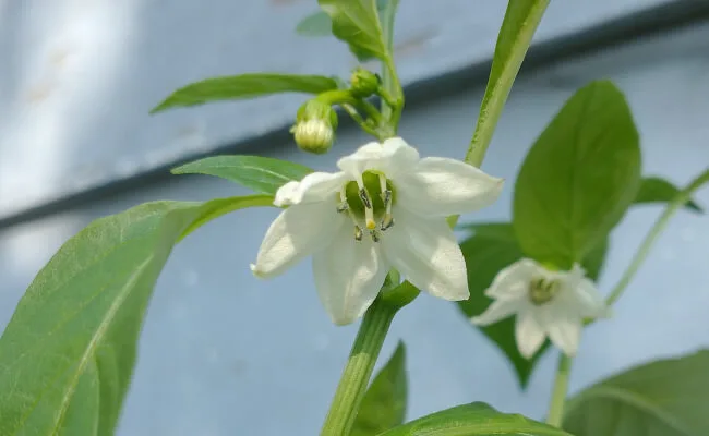 Why Your Pepper Plant Flowers But Won’t Set Fruit
