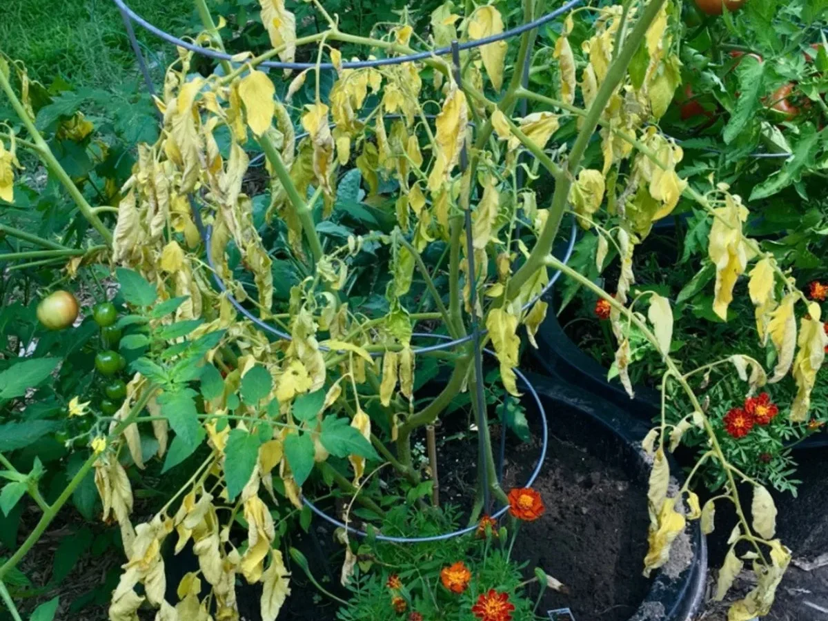 Why is my tomato plant wilting even though the soil is wet?